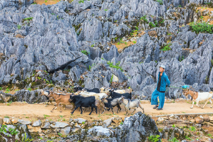 Le plateau karstique de Dong Van, meilleures choses à faire à Ha Giang