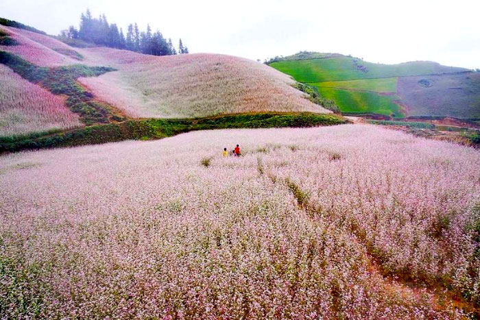 Champs de fleurs de sarrasin