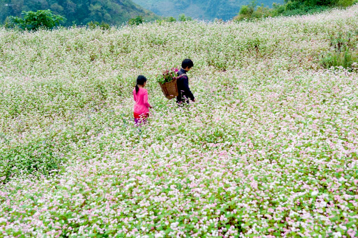 La saison des fleurs du sarrasin