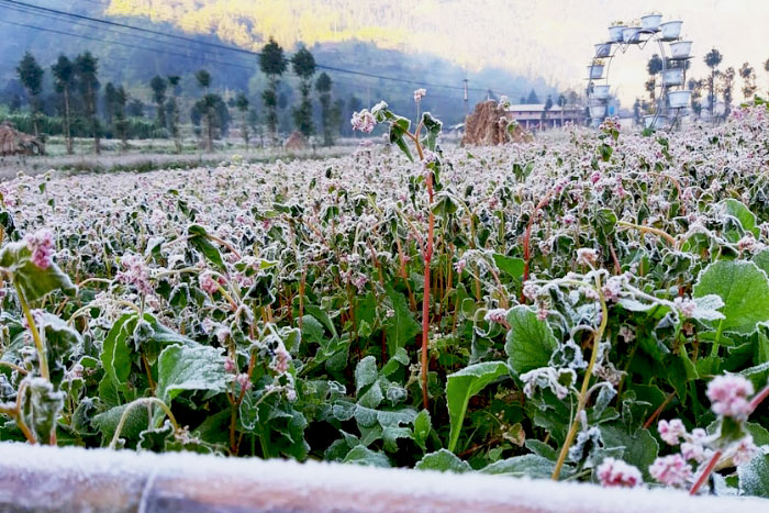 Vivez l'expérience de "chasser" la neige à Ha Giang en Décembre