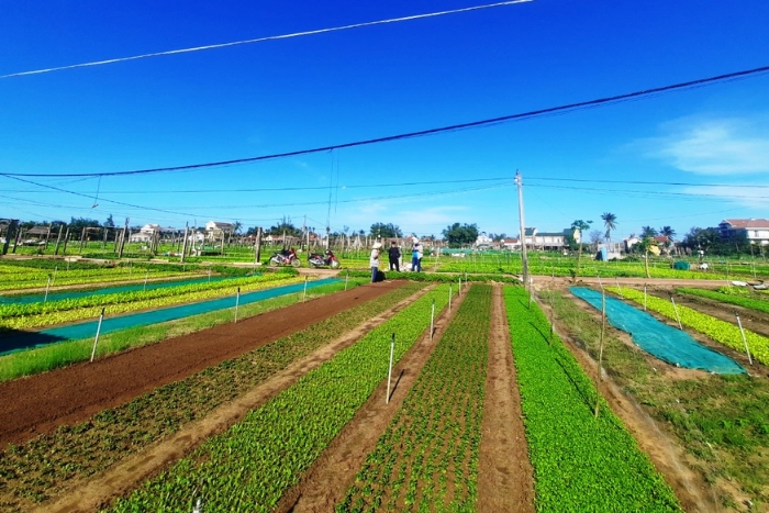 Explorez le village de légumes Tra Que avec des activités extrêmement nouvelles