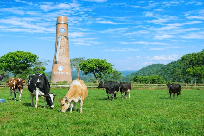 Immersion dans une ferme de vaches laitières à Ba Vi Hanoï