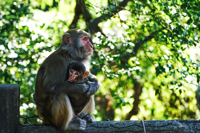 Visiter l’île aux singes