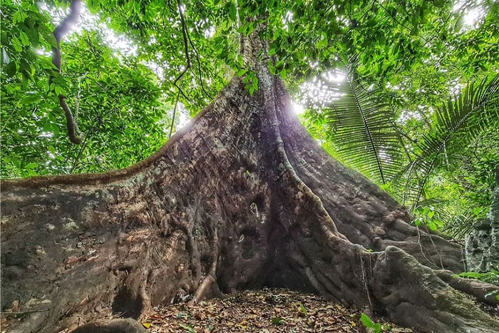 L'arbre ancien "Sau"