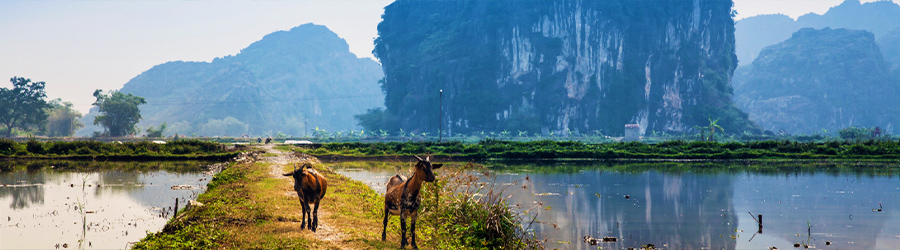 Cuisine & café à Ninh Binh