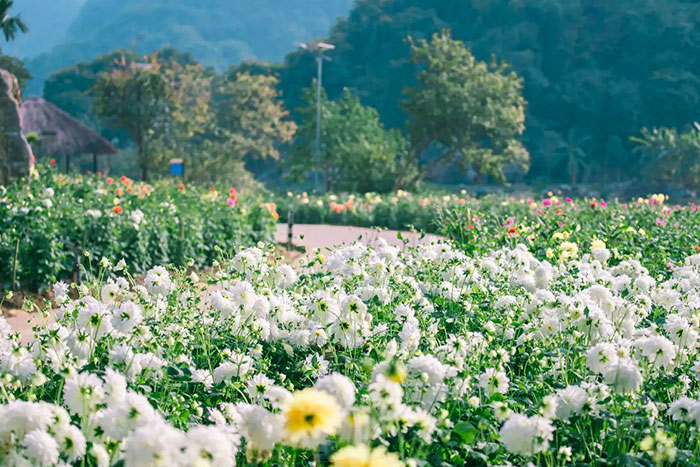 Fleurs épanouies dans le jardin d'oiseaux de Thung Nham