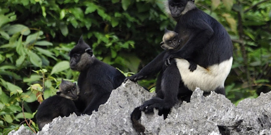 Des Langurs en short blanc
