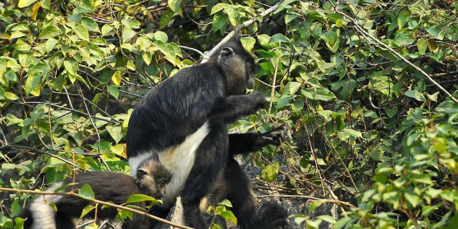 Le langur de Delacour