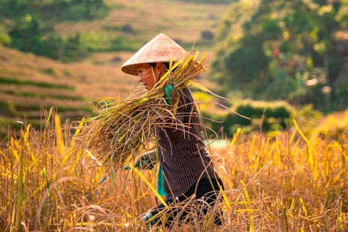 La réserve naturelle de Pu Luong