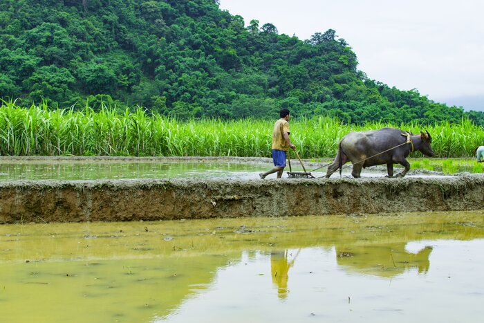 Le labourage avec des buffles au village de Son Ba Muoi