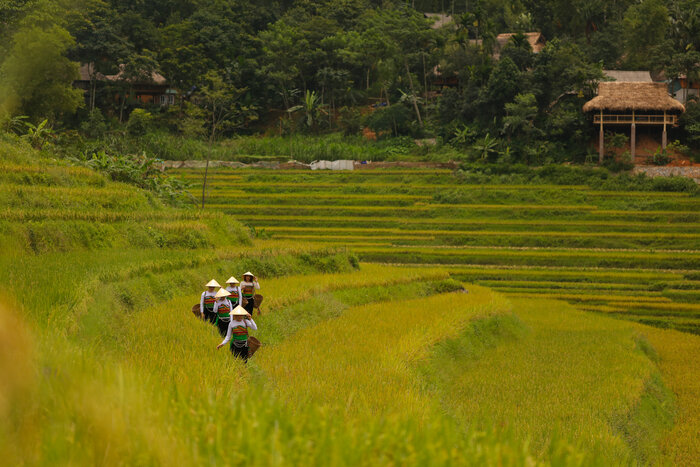 Le meilleur moment pour visiter le village de Son Ba Muoi