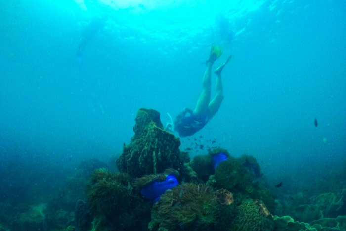 Récifs protégés de Con Dao pour le snorkeling au Sud du Vietnam