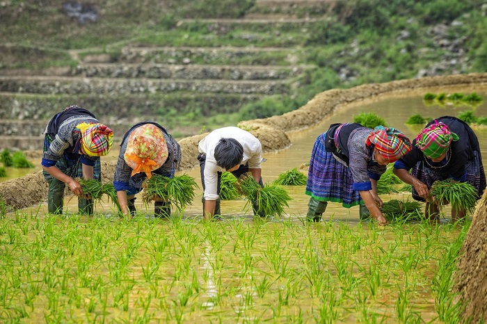 Où visiter au Vietnam pour vos voyages femmes seules ? 