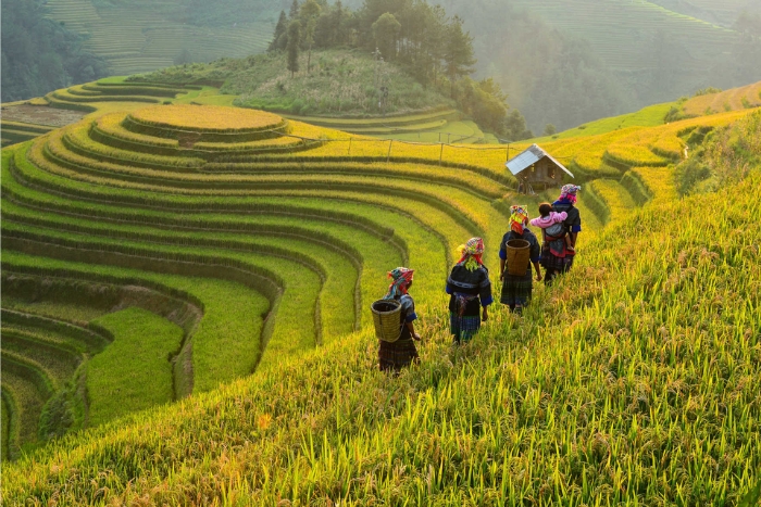 Quand partir au Vietnam ? 