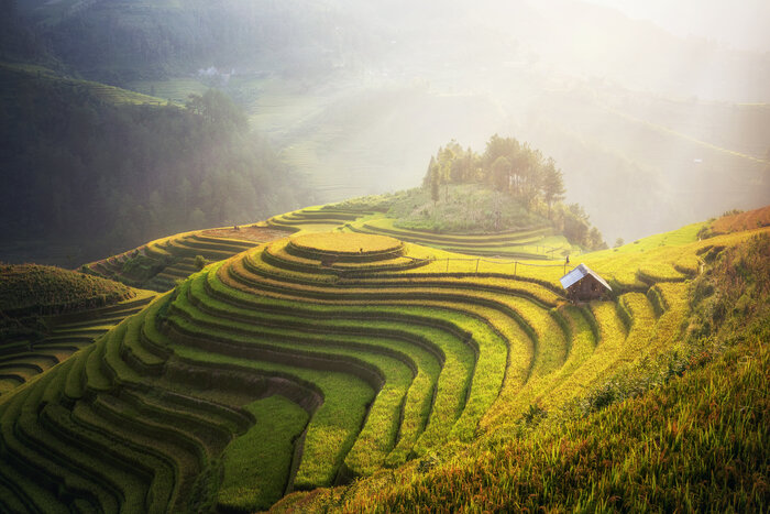 Saison du riz doré à Mu Cang Chai Vietnam