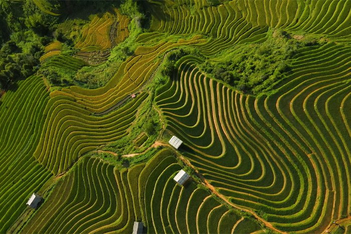 Le paradis des rizières en terrasse à Yen Bai